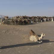 At Al Ain camel market